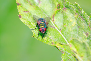 Calliphora vicina on plant