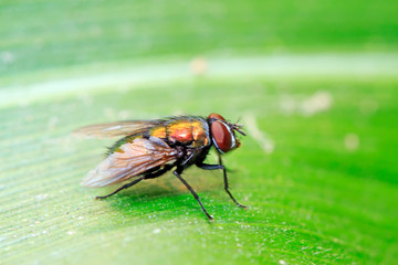 Calliphora vicina on plant