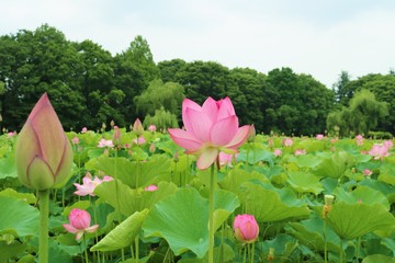 花　蓮　大賀ハス　厳か　夏　茨城