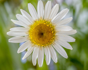 daisy iin the meadow