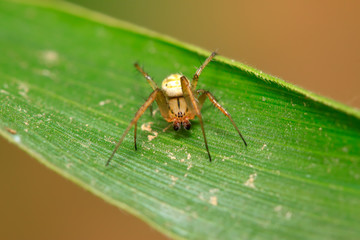 spider on plant