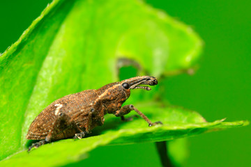 weevil on plant