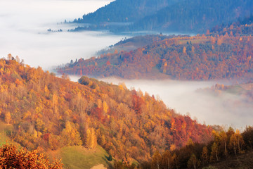 fog in the valley at sunrise. beautiful autumn scenery in mountains. forest on the hill in fall...