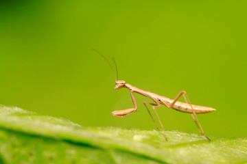 Mantis larvae on plant