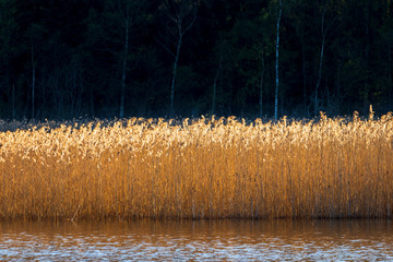 Reeds in sunlight with a dark forest in the backgrounds