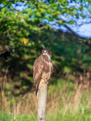 Birds of prey sitting on a wooden post and looking into the camera