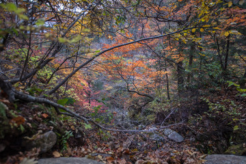 자연풍경-가을나무(울산바위)