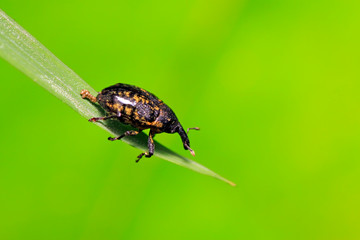 weevil on plant