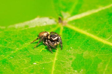 jumping spider on plant