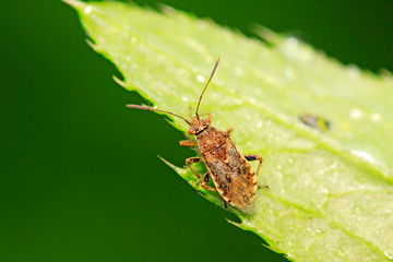 stinkbug on plant
