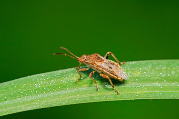 stinkbug on plant