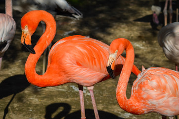 Two pink flamingos close up