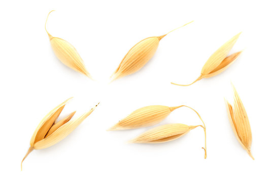 Oat seeds are isolated on white with a shadow. Oat seeds isolated on a white background. Set of oat grains isolated on white background. Top view of oat grains.