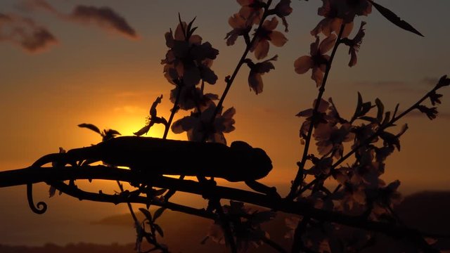 common chameleon walking along the almond branch full of flowers with light at sunset      