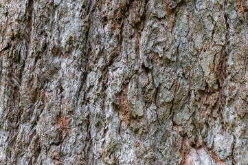 Close up of rugged tree bark texture