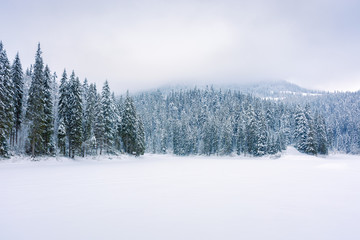 coniferous forest on snow covered lake. beautiful nature scenery on a cloudy day in winter. trees...