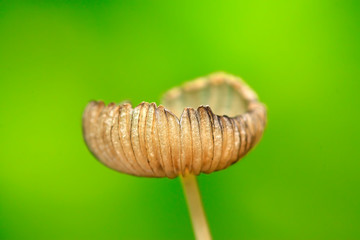 mushroom in the wild