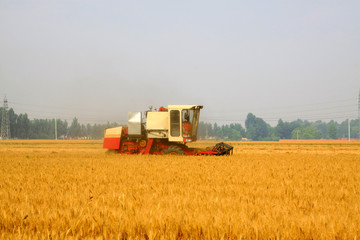 harvester busying in the wheat field