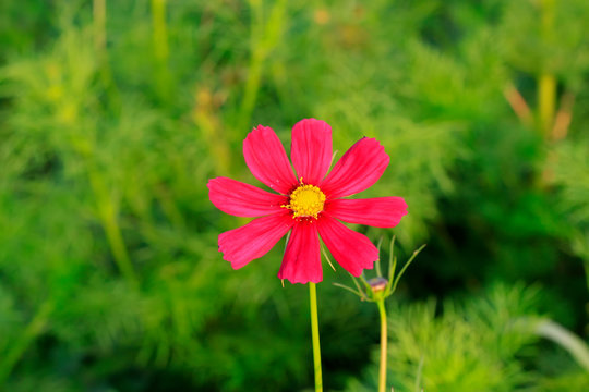 Galsang flower in a garden