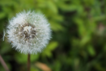 white dandelion on a background of green grass