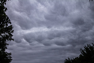 Huge Mammatus clouds in the sky. Great summer storm framed by trees.