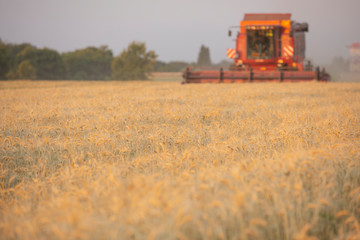 Fototapeta premium Harvesting wheat. Harvester combine in the field.