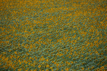 Sunflower field, view from above