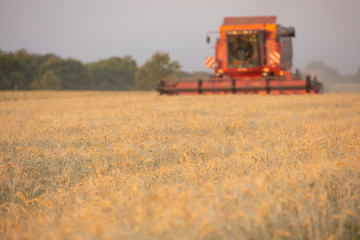 Fototapeta premium Harvesting wheat. Harvester combine in the field.