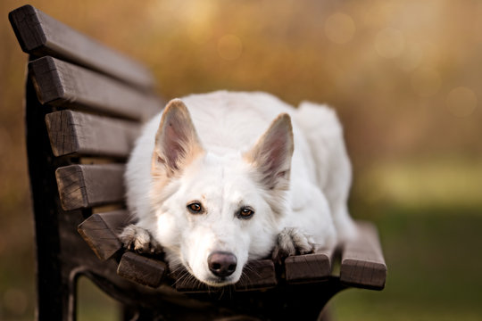 Wei&szlig;er Sch&auml;ferhund Portrait Gro&szlig; 300 dpi
