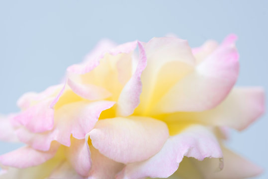Elegant yellow rose with pink on petals