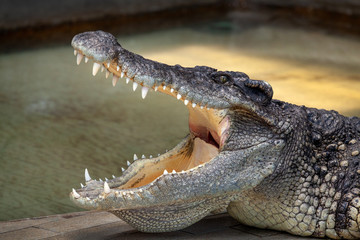 Wildlife crocodile open mouth isolated.