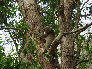 Koala Bear