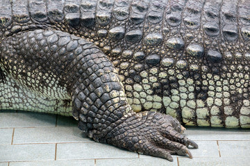 Crocodile skin and tail texture background .