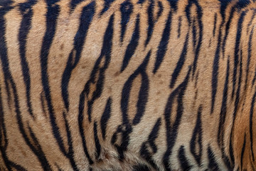 Tiger skin abstract background.