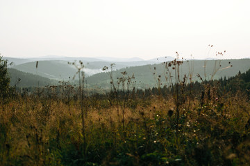 Beautiful sunny meadow on hills among woods at sunset in mountains. View on evening hills in...