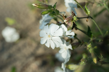 Silene latifolia, white campion flower macro