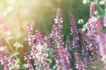 Purple and white flower in meadow, beautiful nature in summer