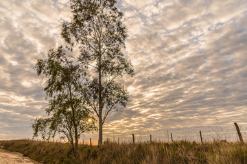 Eucalyptus and Sunrise with clouds 02
