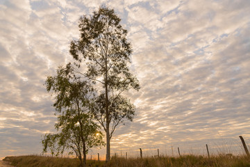 Eucalyptus and Sunrise with clouds 03