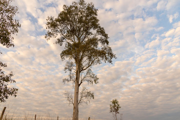 Eucalyptus and Sunrise with clouds 04