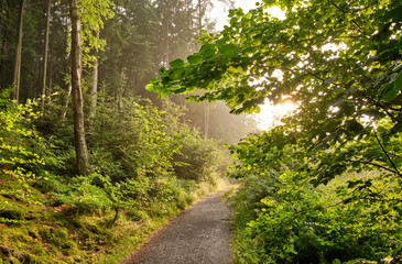 Fototapeta na wymiar A footpath leading through a beautiful green forest with fresh lush foliage in the evening light