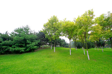 lawn and trees