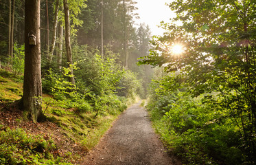 A footpath  leading through a beautiful green forest with fresh lush foliage in the evening light