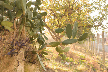 Flowering of Cactus Opuntia plant in winter morning 06