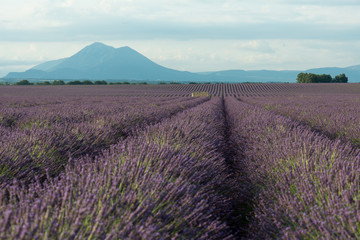 Lavendel