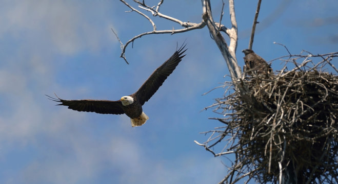 bald eagle with her baby