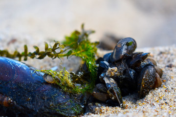 mussels with algae on the beach