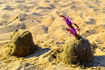 sand and flowers on the beach