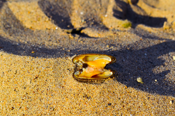 an open mussel on the beach background