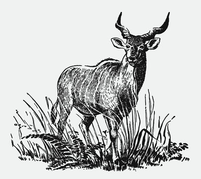 Male common eland, taurotragus oryx standing among tall grasses. Illustration after an antique engraving from the early 20th century